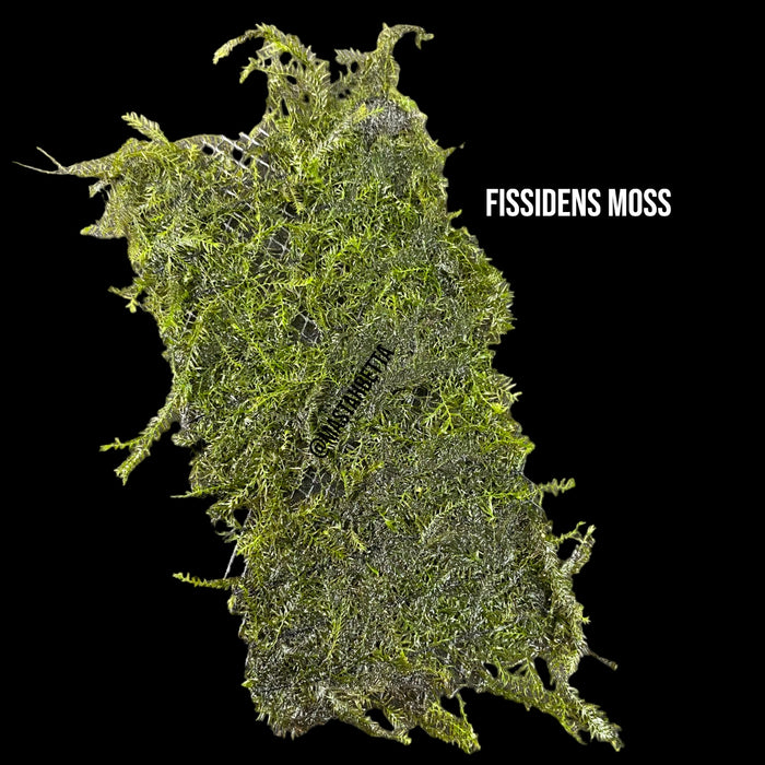 Fissidens Moss