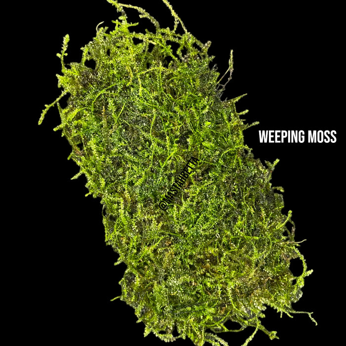 Weeping Moss