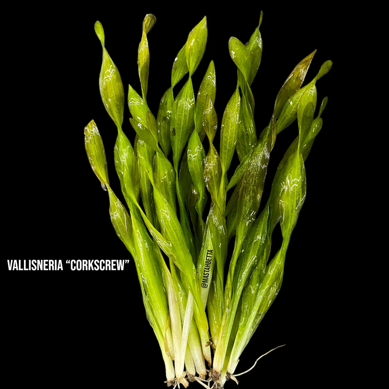 Aquatic Plants