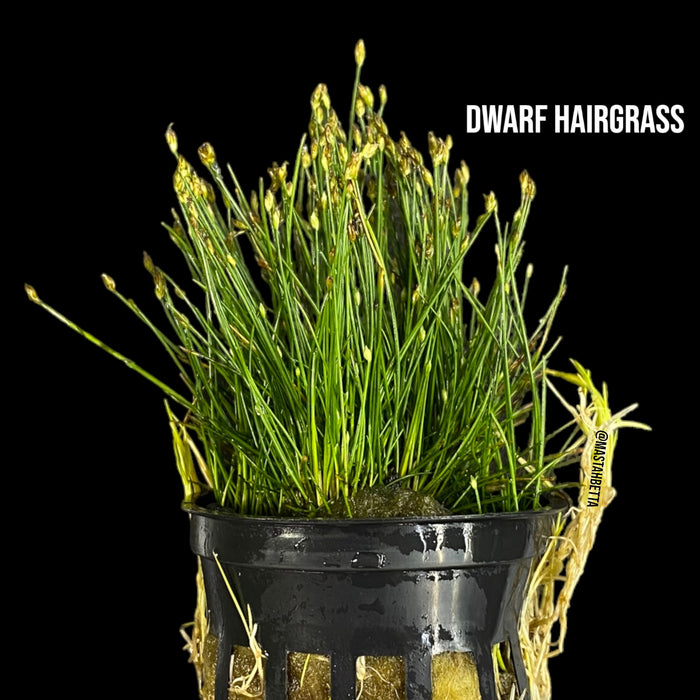 Mini Dwarf Hairgrass