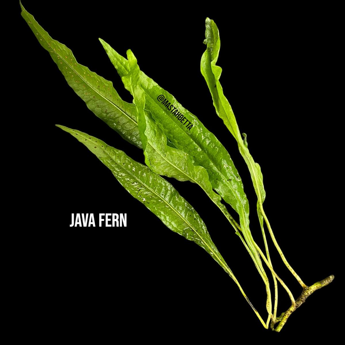 Java Fern — Mastah Betta