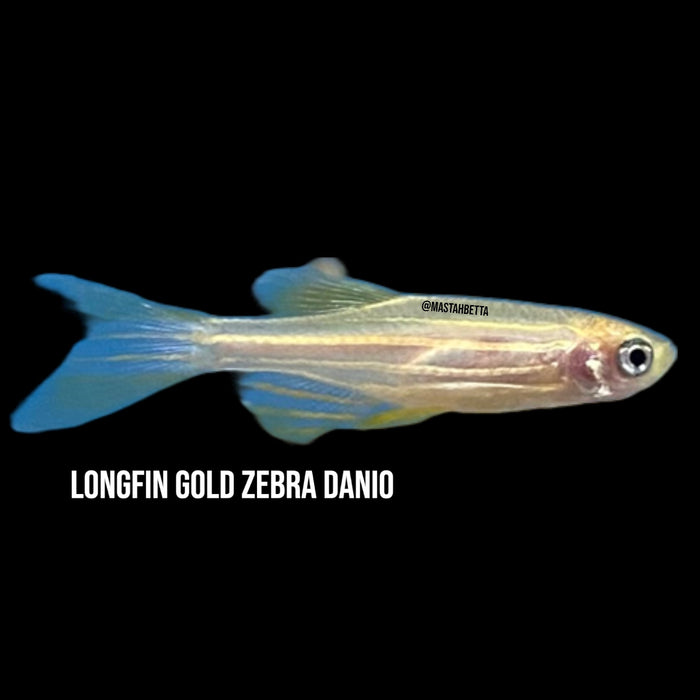 Longfin Gold Zebra Danio