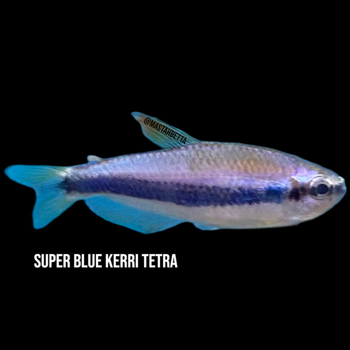 Super Blue Kerri Tetra