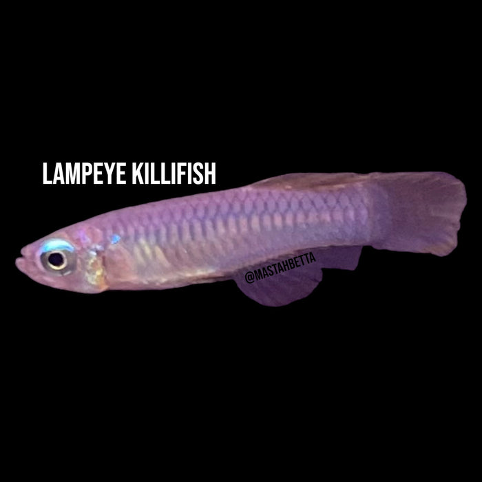 Lampeye Killifish
