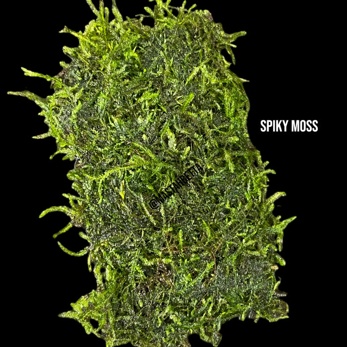 Spiky Moss