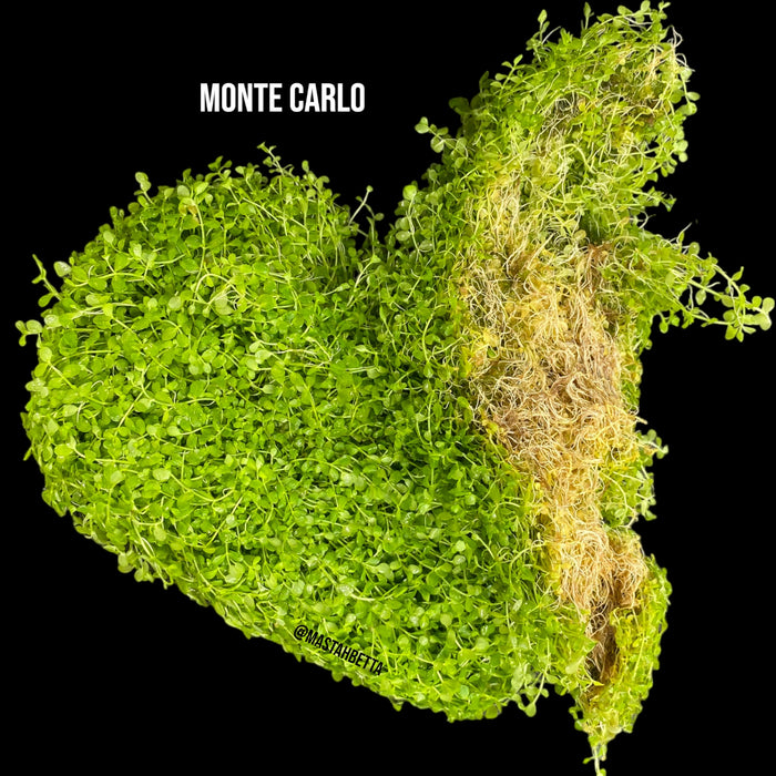 Monte Carlo Mat