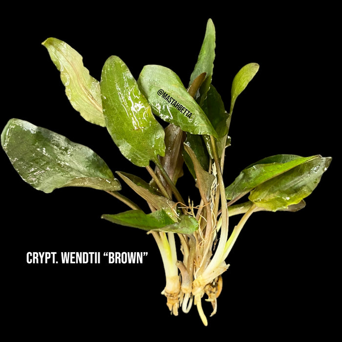 Crypt. Wendtii “Brown”