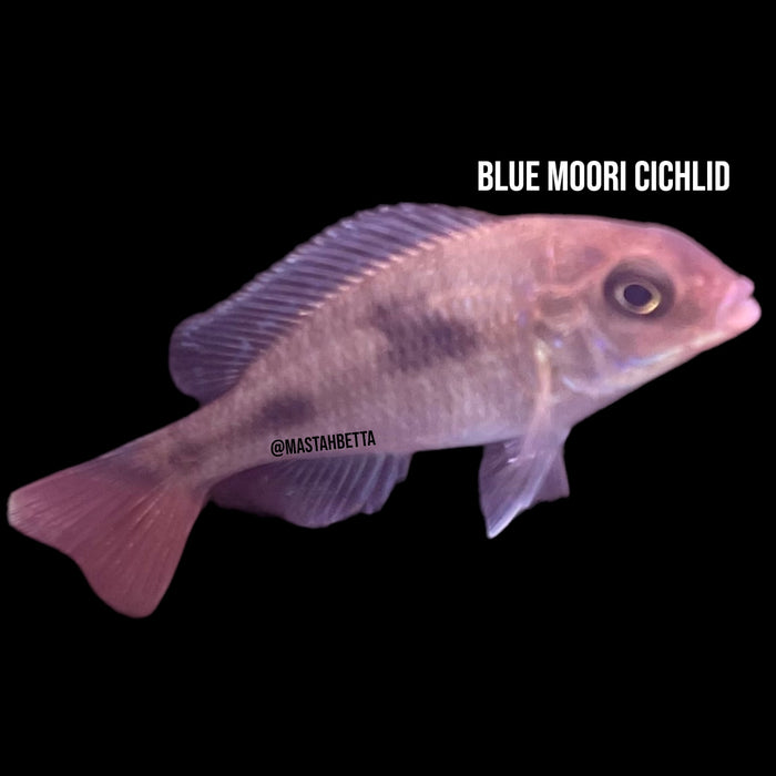 Blue Moori Cichlid