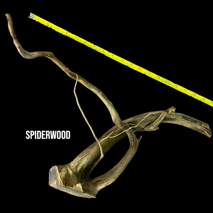 Large Spiderwood #1