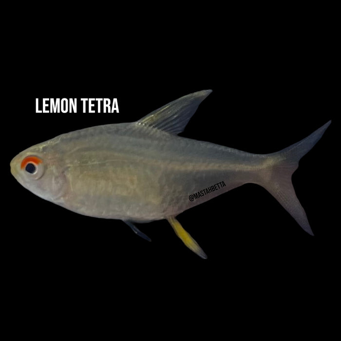Lemon Tetra