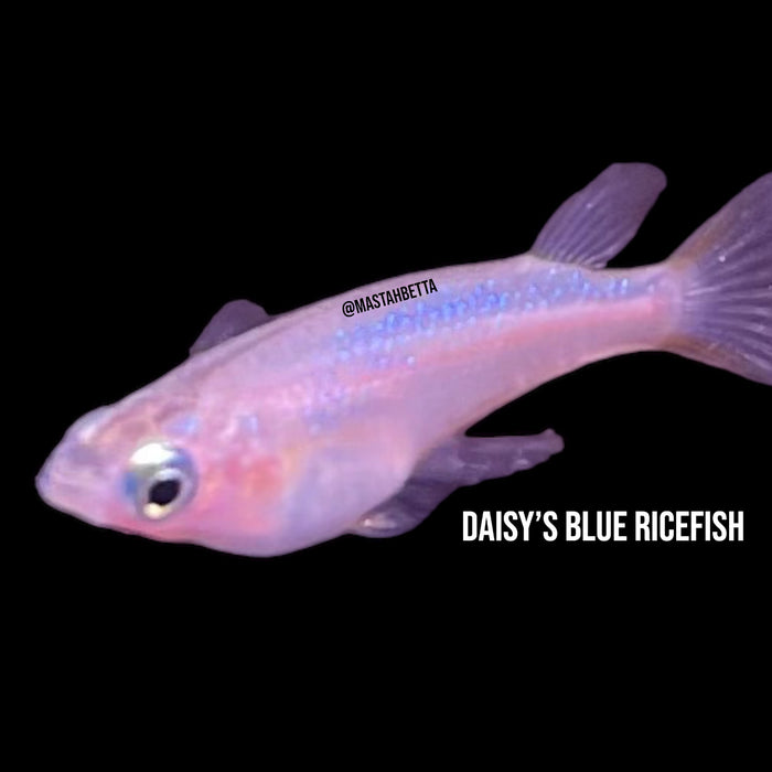 Daisy’s Blue Ricefish