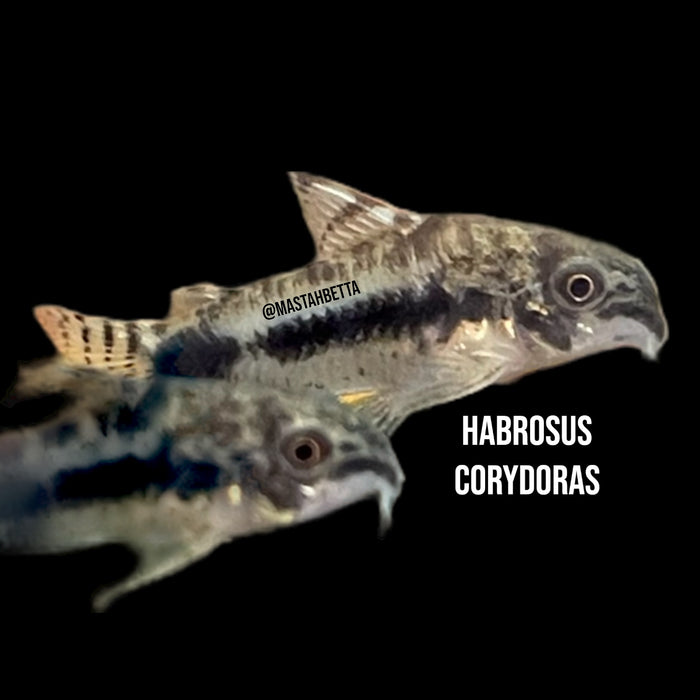 Habrosus Corydoras