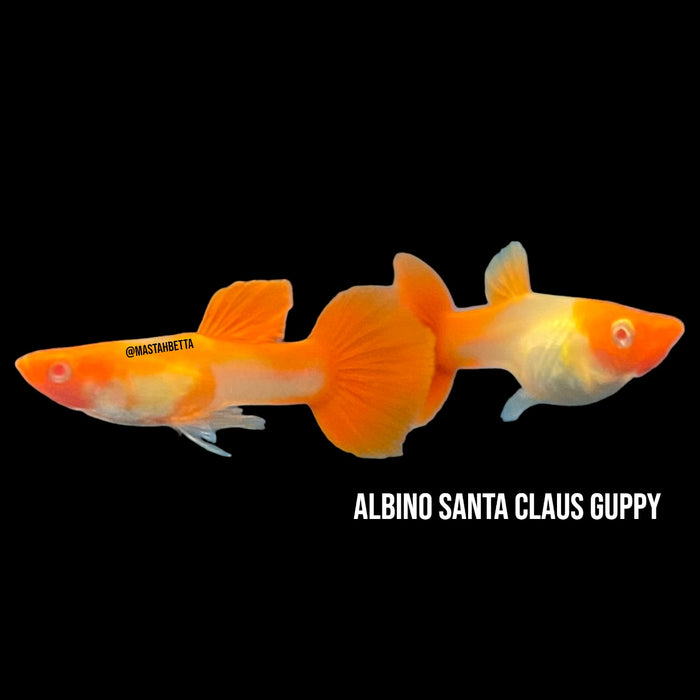 Albino Santa Claus Guppy Pair