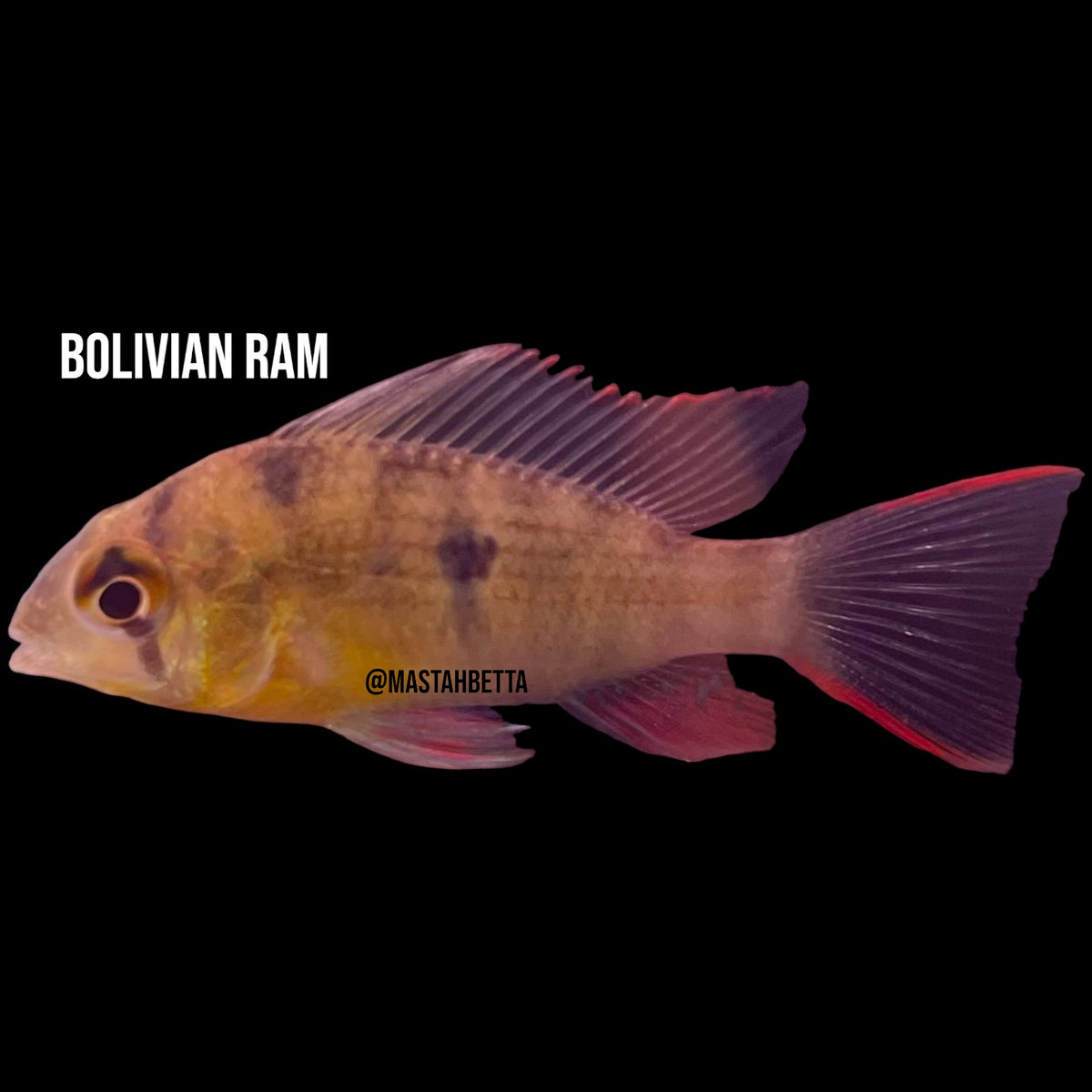 Bolivian Ram — Mastah Betta