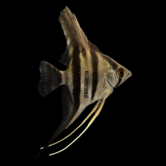 False Altum Angelfish