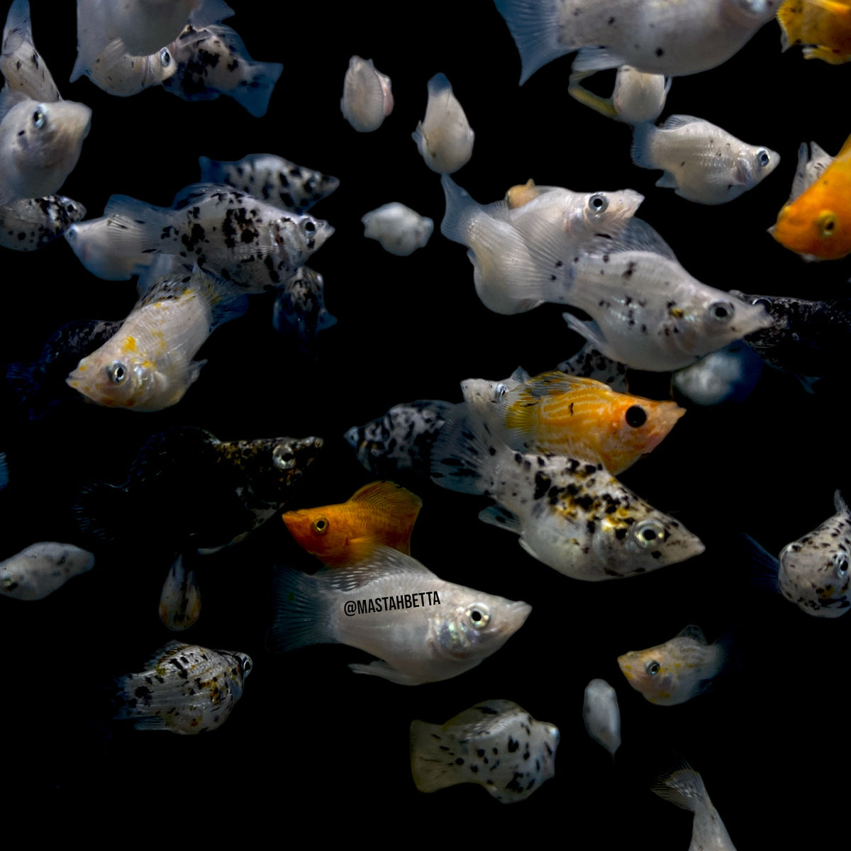 Assorted Balloon Molly — Mastah Betta