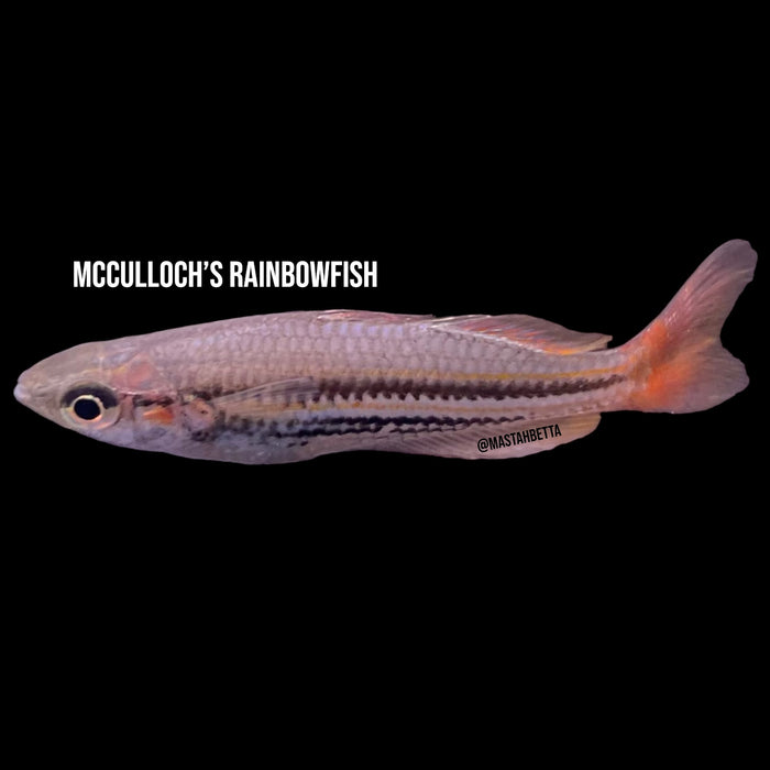 McCulloch’s Rainbowfish