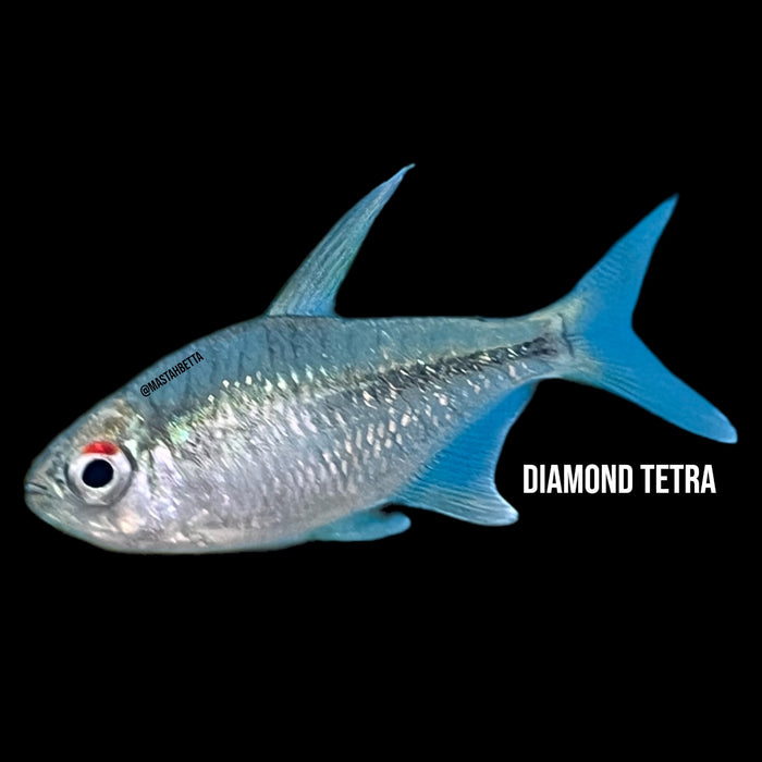 Diamond Tetra