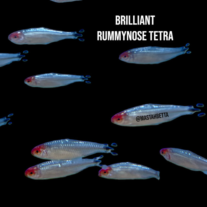 Brilliant Rummynose Tetra