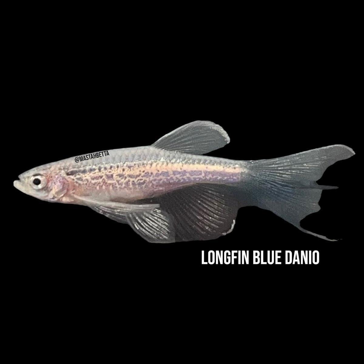 Longfin Fish Longfin Blue Danio — Mastah Betta