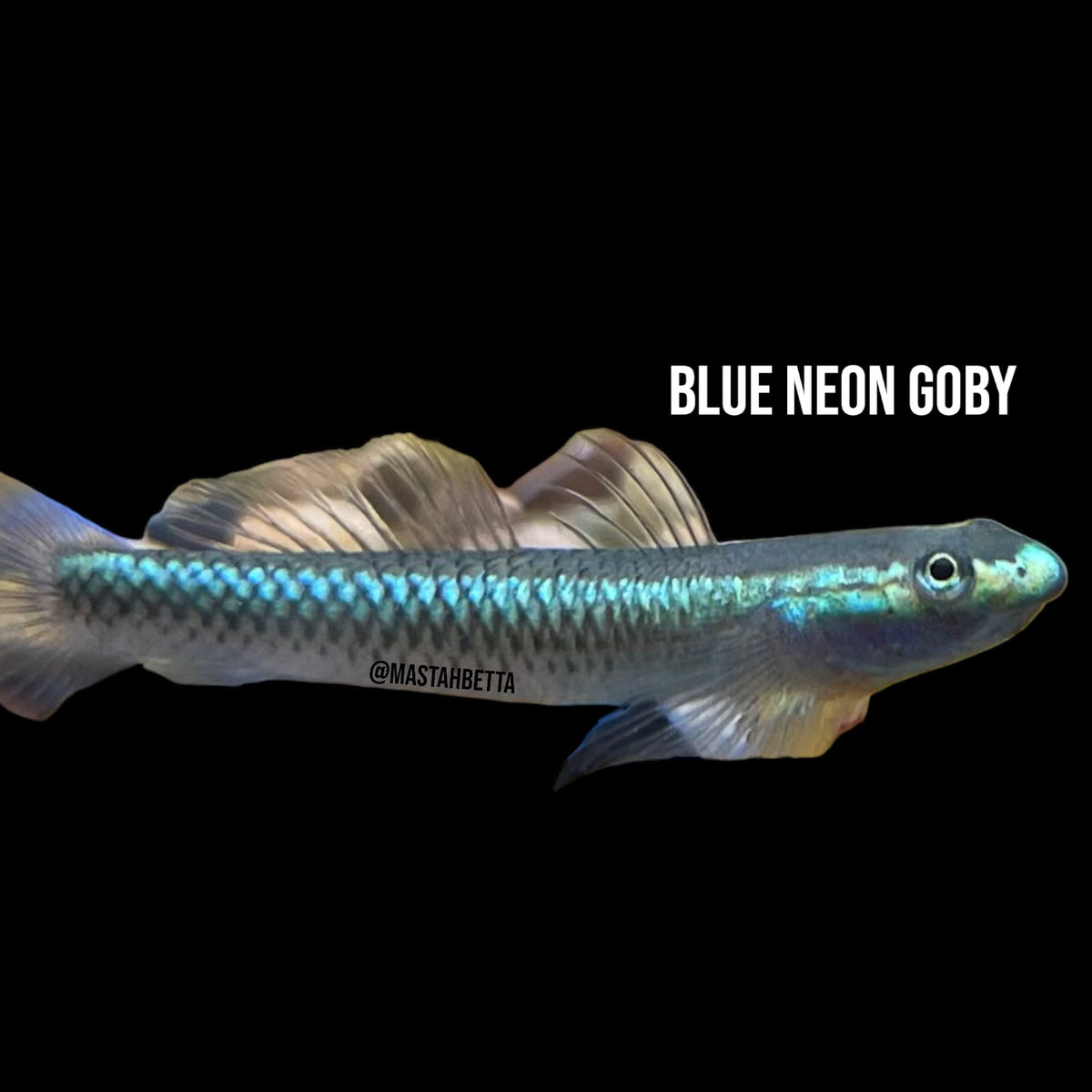 Blue Stream Goby Blue Neon Goby — Mastah Betta
