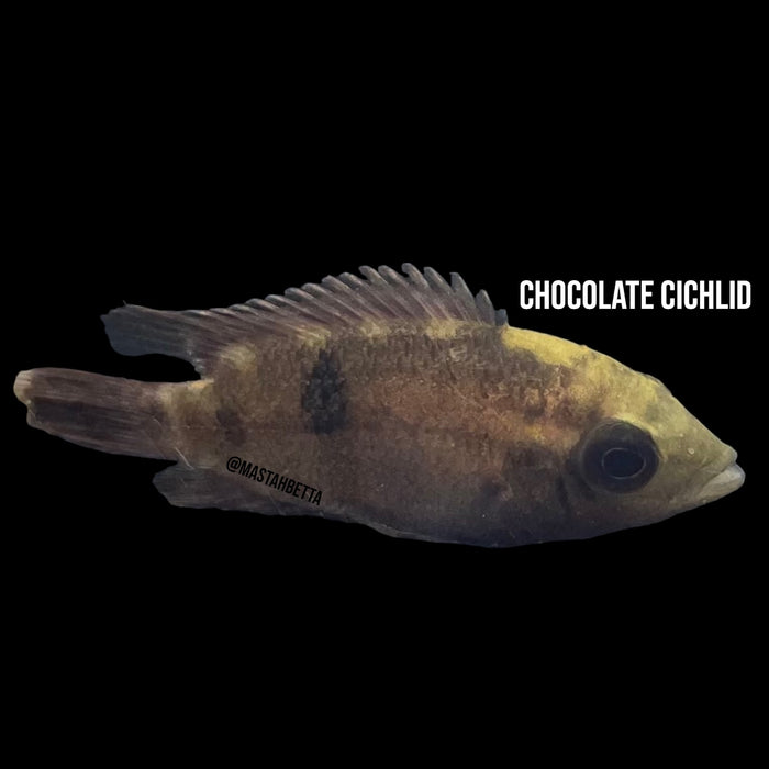 Chocolate Cichlid