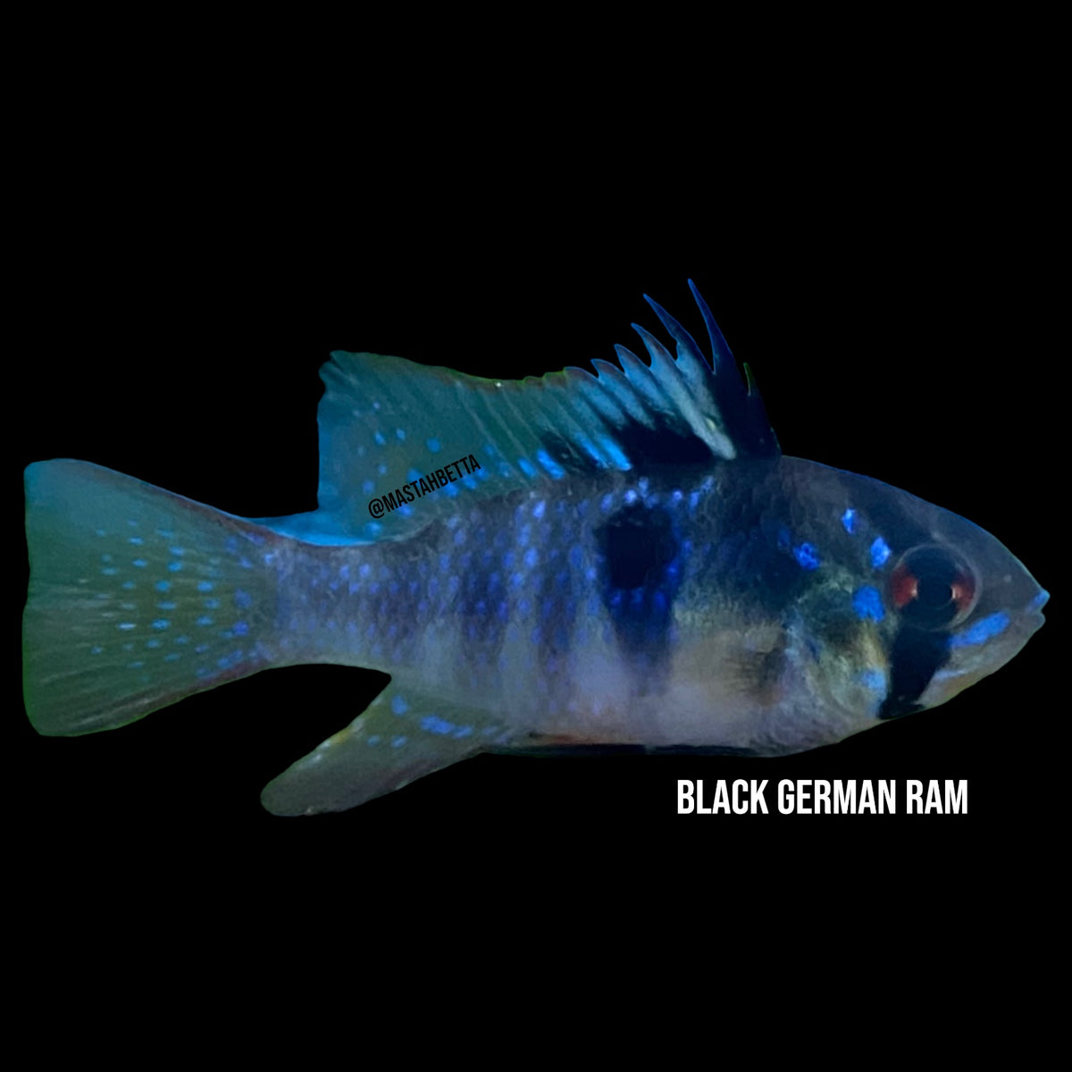 Black German Ram — Mastah Betta