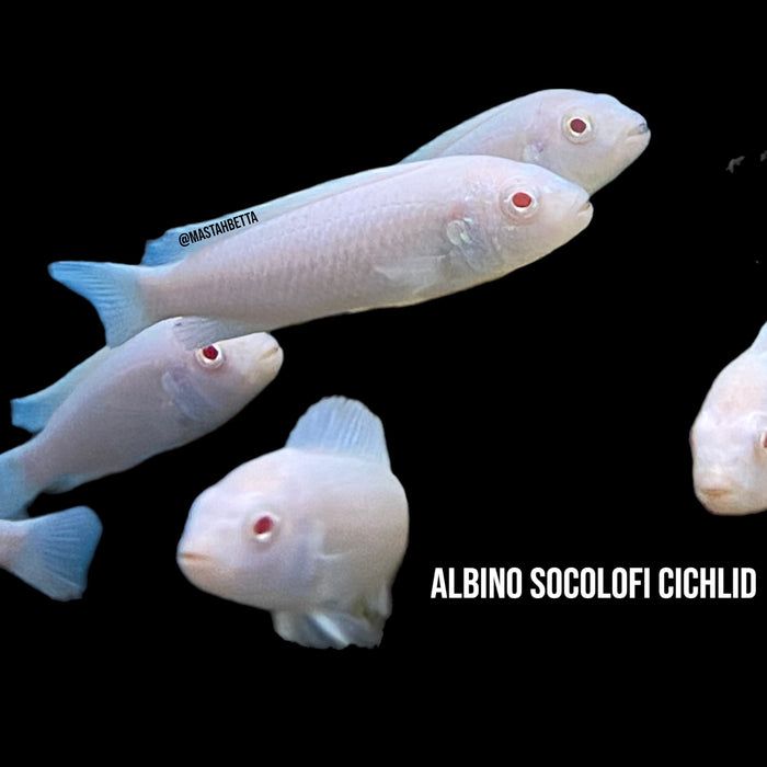 Albino Socolofi Cichlid