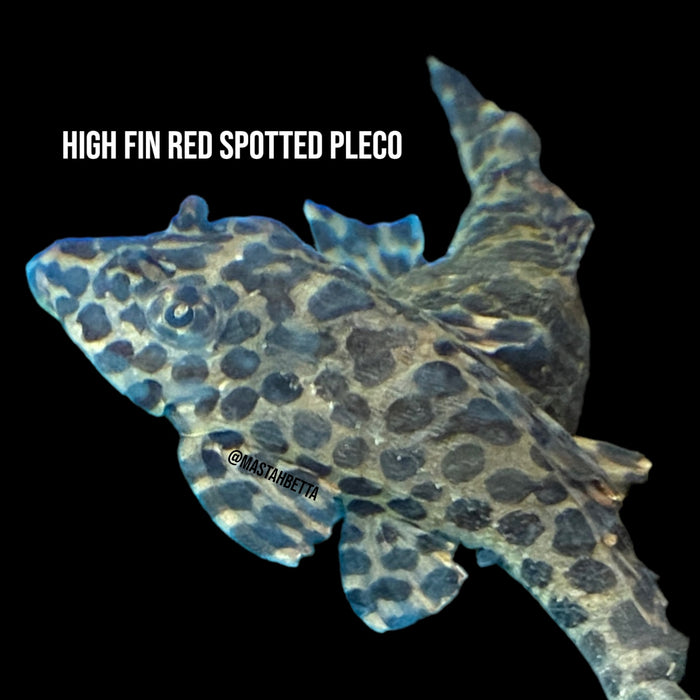 High Fin Red Spotted Pleco