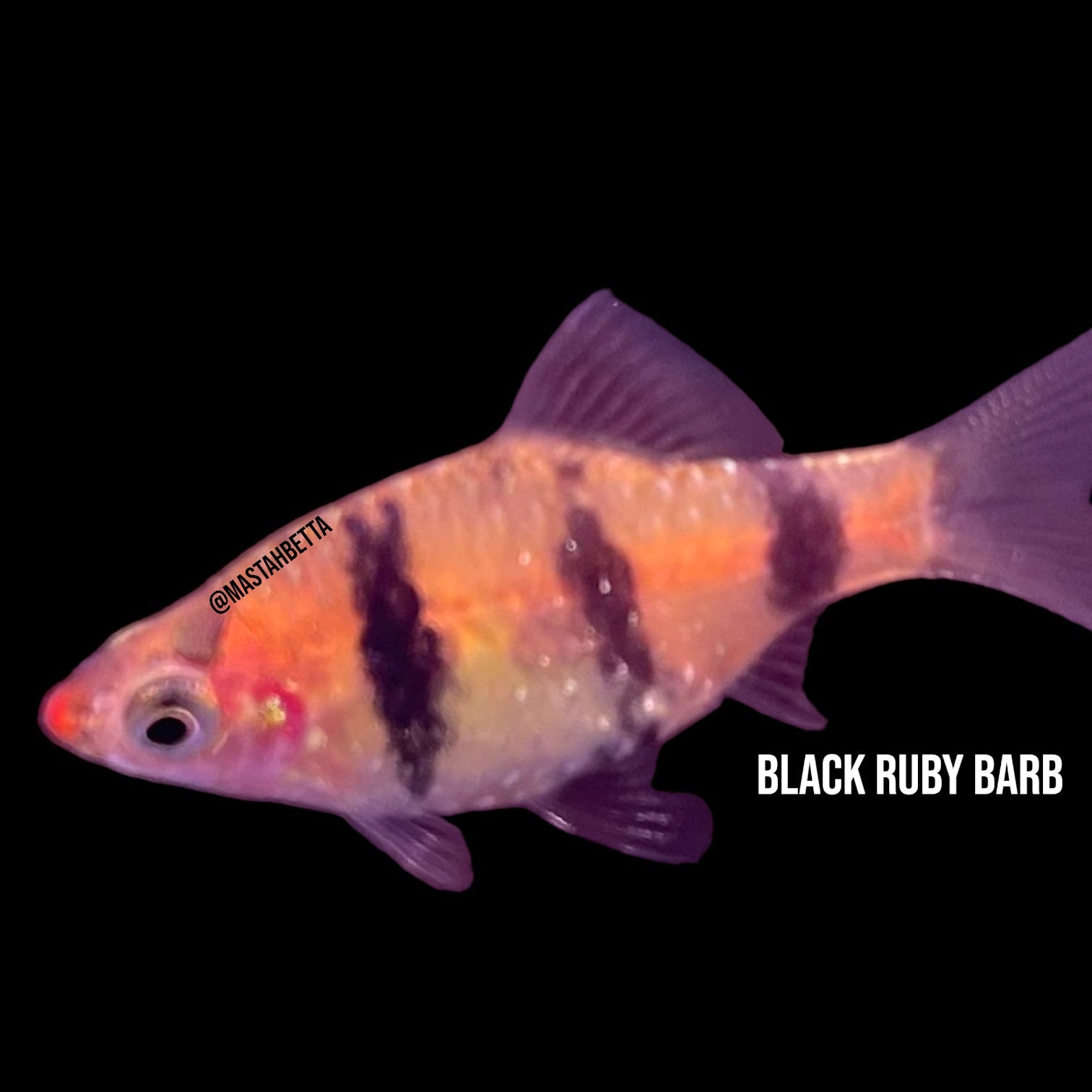 image_7baf9e74-ce12-4ab2-908e-