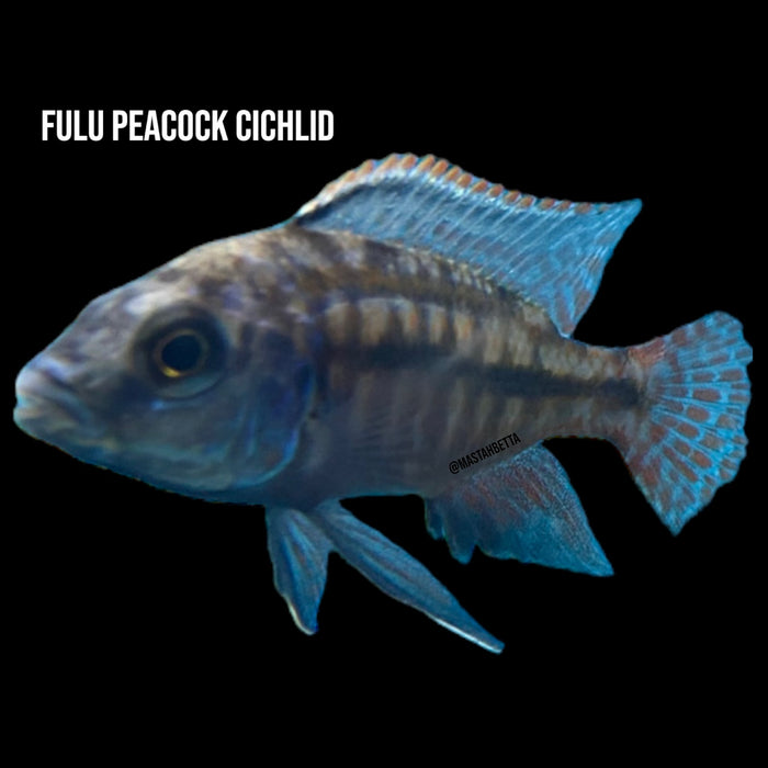 Fulu Peacock Cichlid