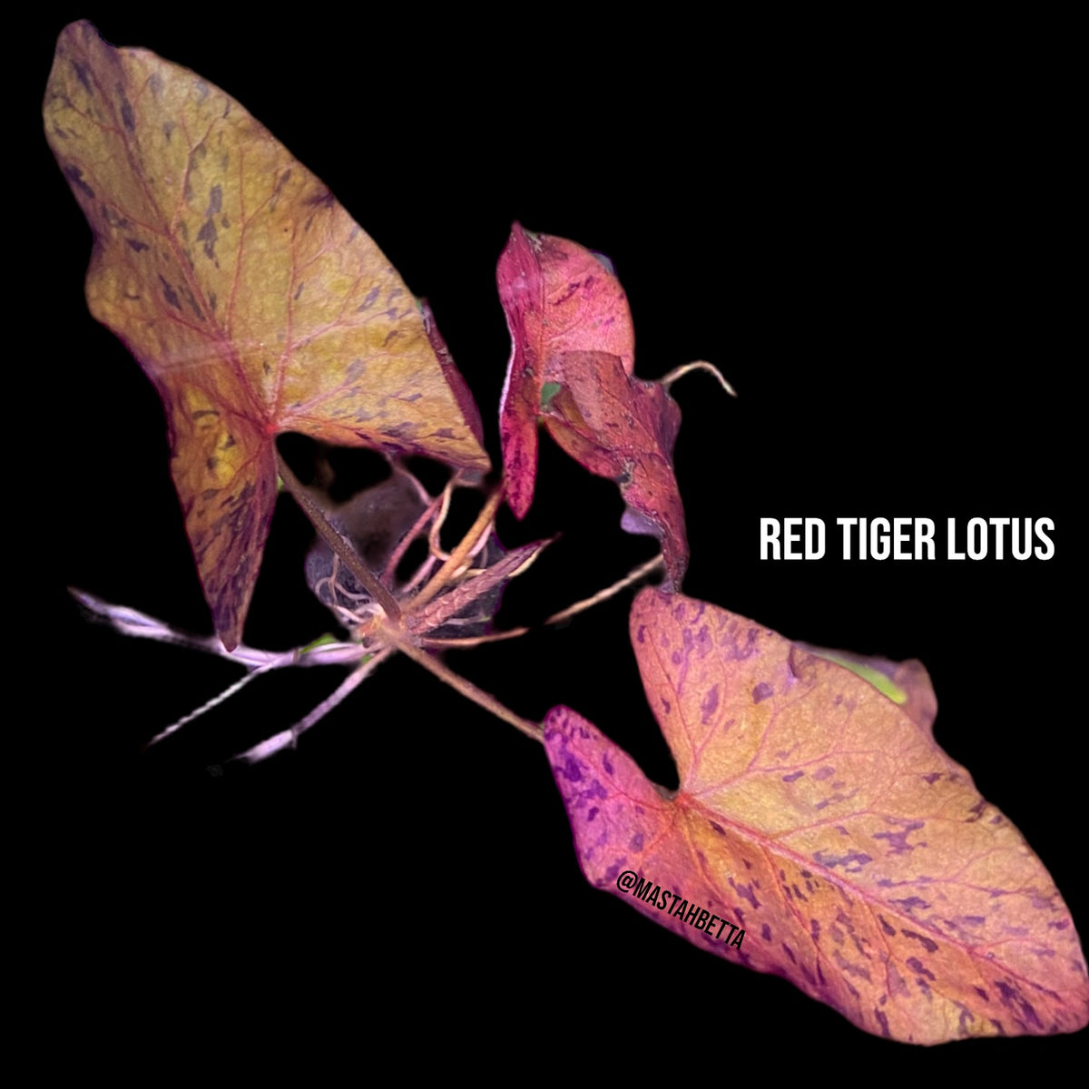 Red Tiger Lotus — Mastah Betta