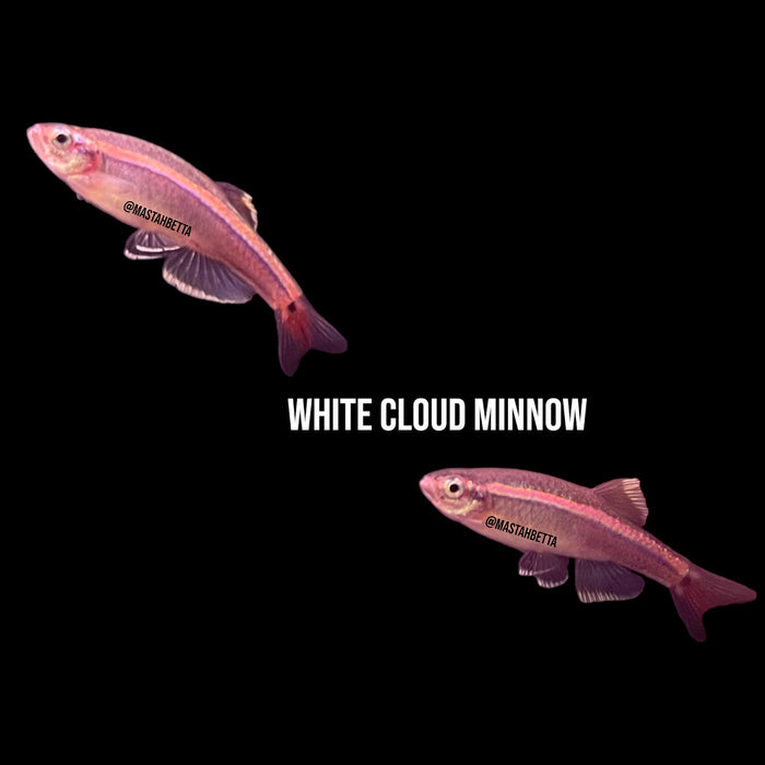 White Cloud Minnow