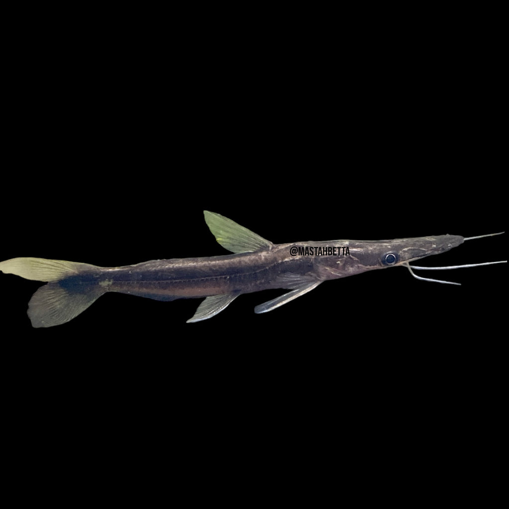 Lima Shovelnose Catfish — Mastah Betta