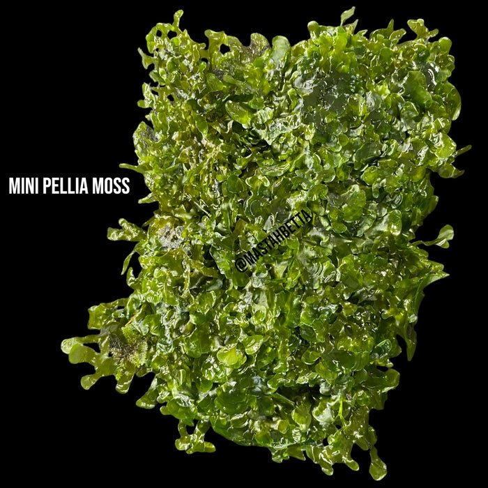 Mini Pellia Moss