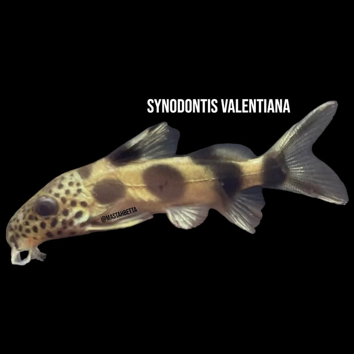 Synodontis Valentiana