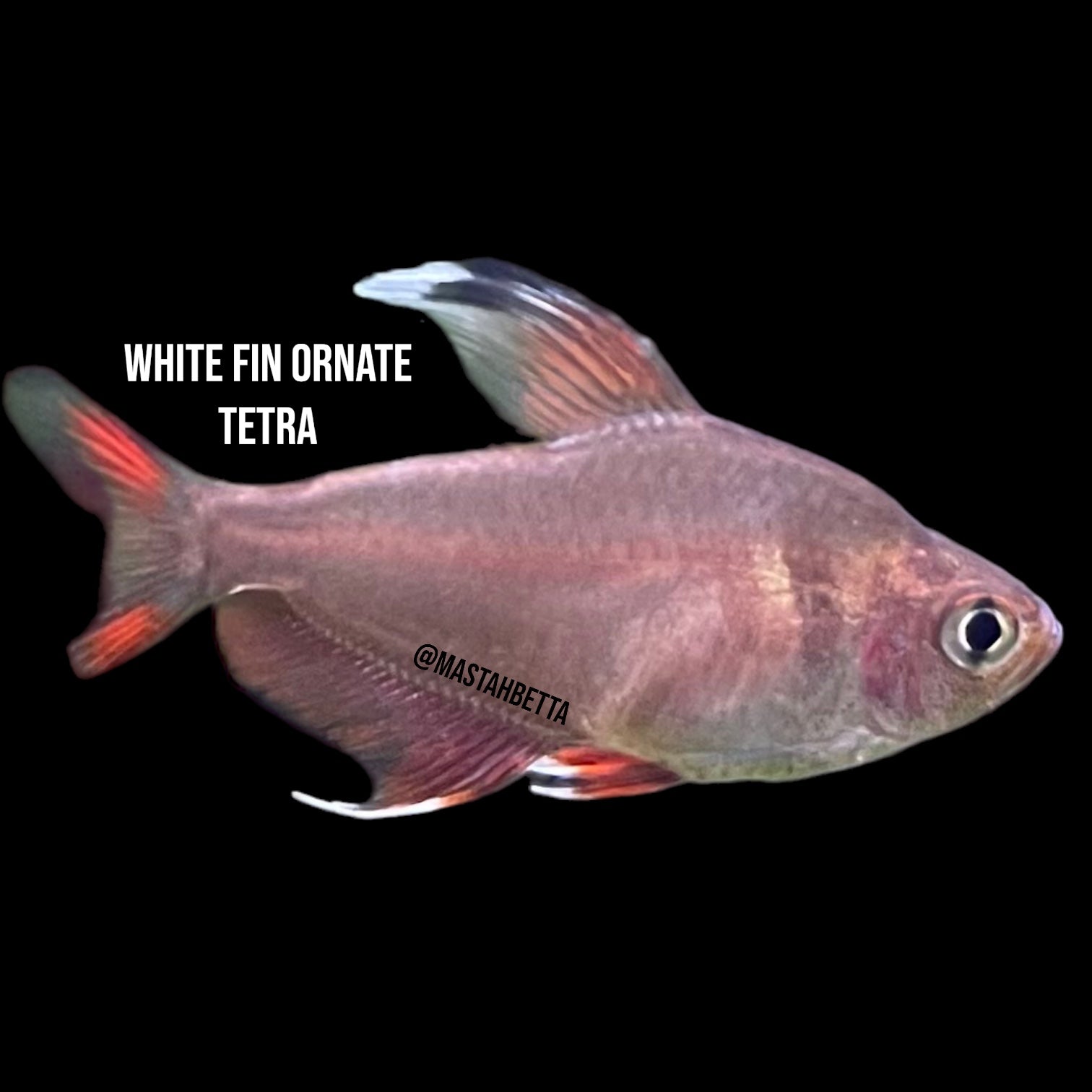MastahBetta Fish Shop - Hawaii’s Largest Aquarium Fish Selection ...