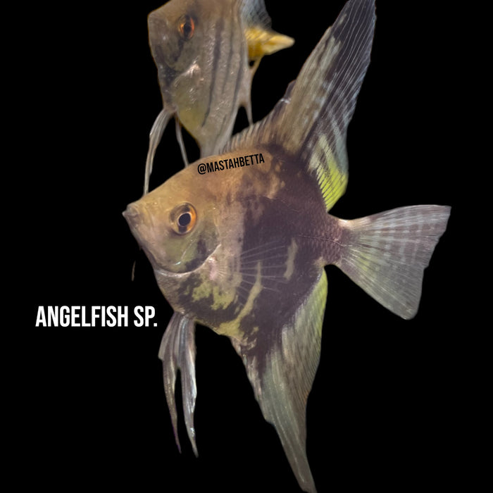 Angelfish Sp.