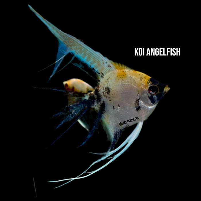 Koi Angelfish