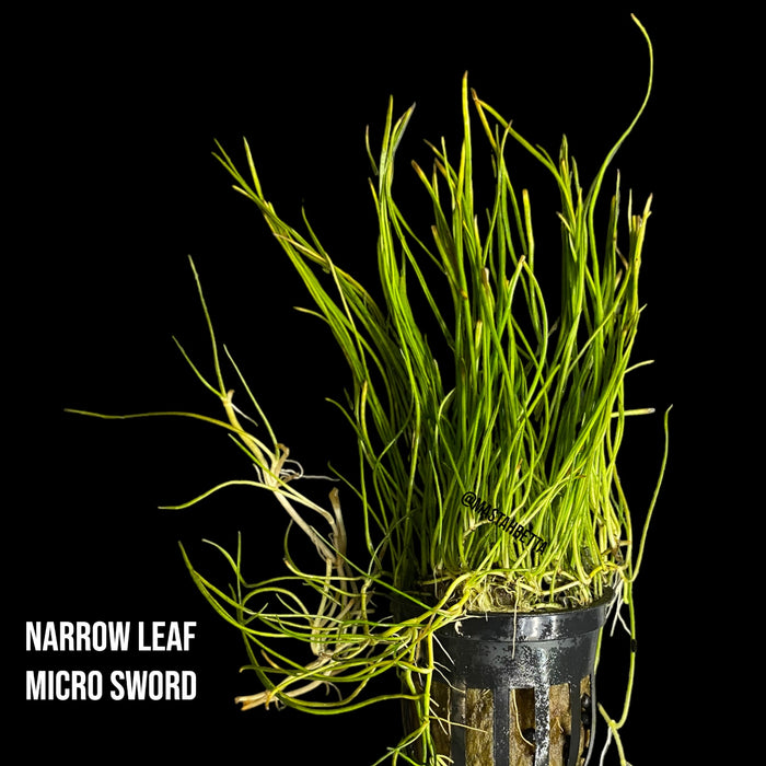 Narrow Leaf Micro Sword