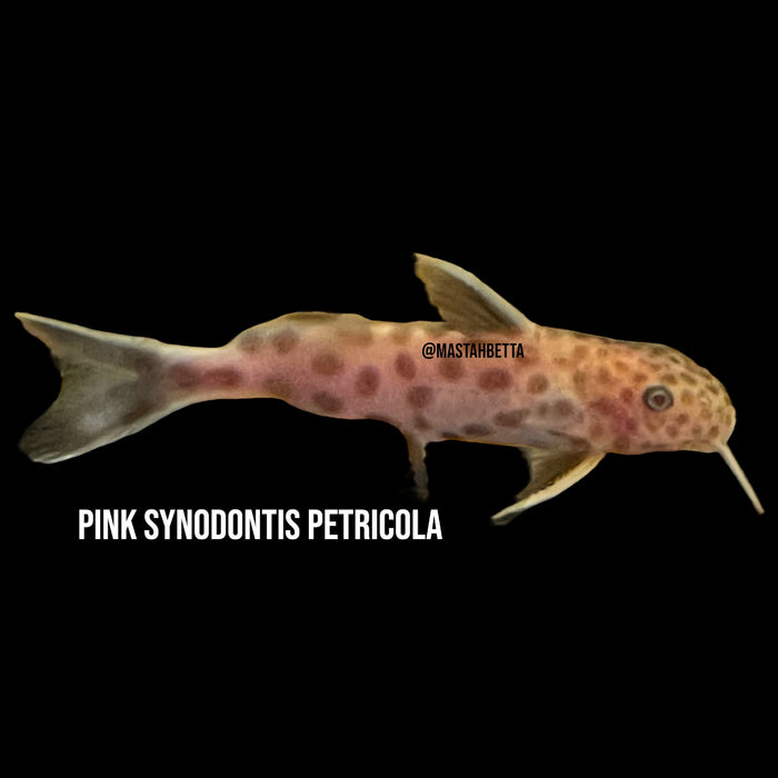 Pink Synodontis Petricola
