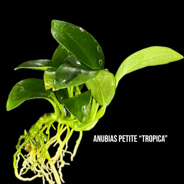 Anubias Petite “Tropica”