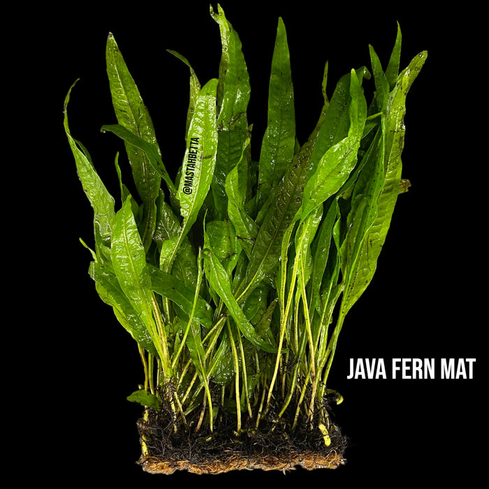 Java Fern Mat — Mastah Betta