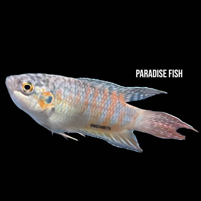 Blue Paradise Fish