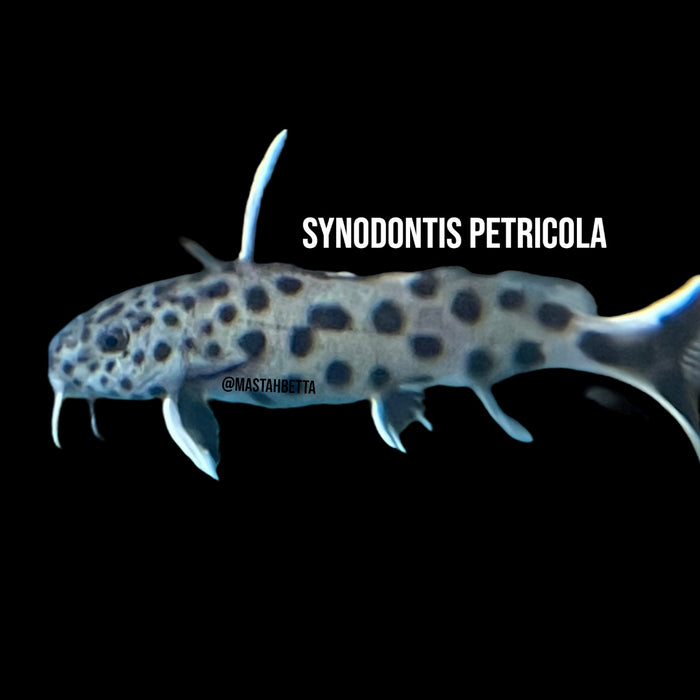 Synodontis Petricola