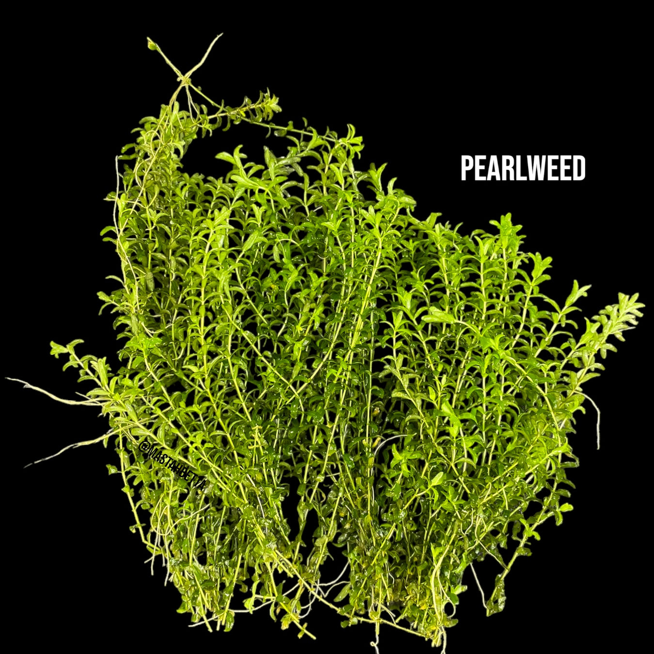 Aquatic Plants