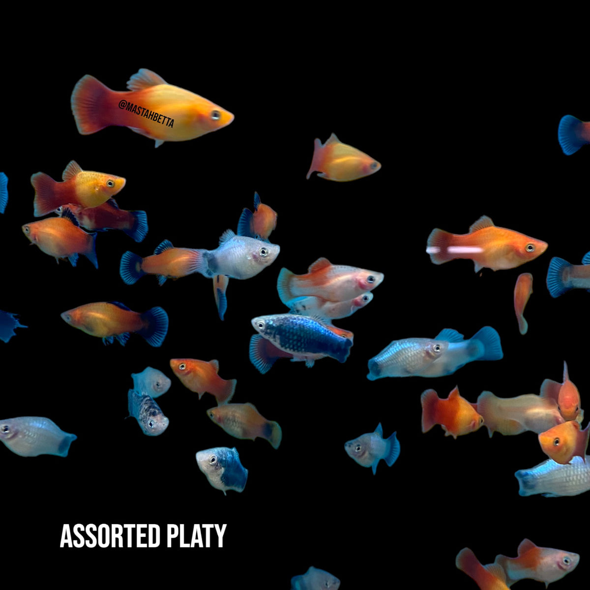 Assorted Variatus Different Types Of Platy Fish