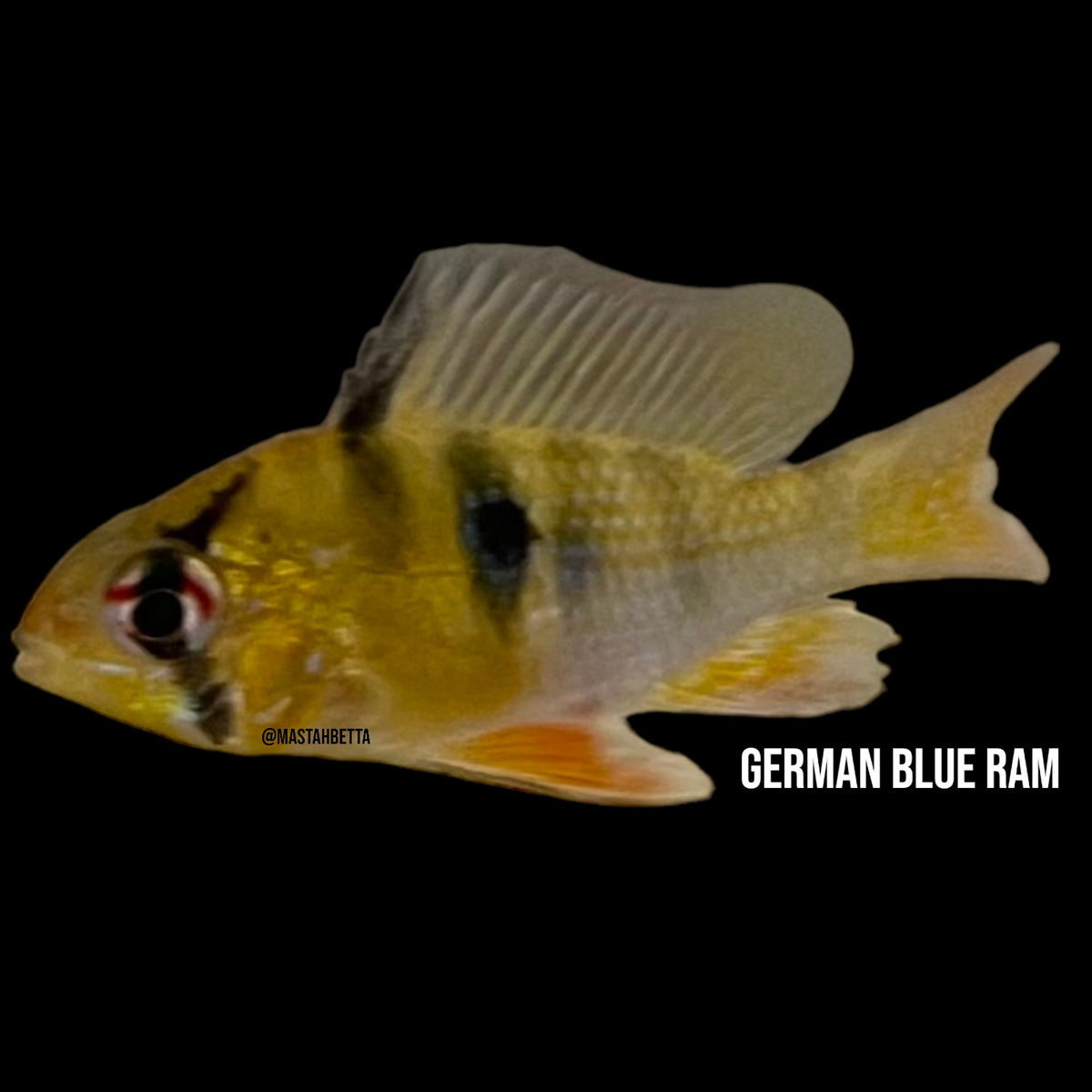 German Ram — Mastah Betta