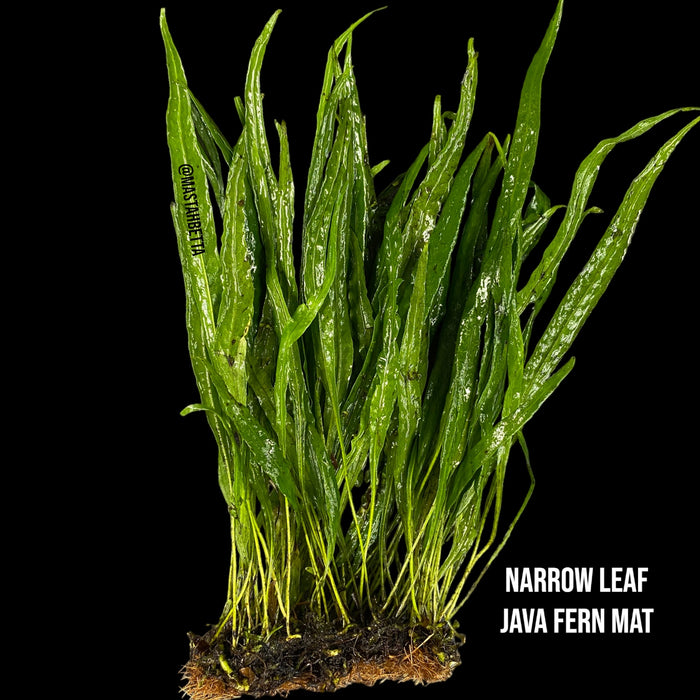 Narrow Leaf Java Fern Mat