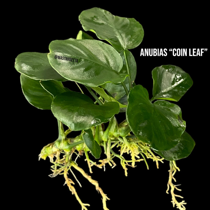 Anubias “Coin Leaf”